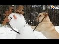 Dog HATES Snowmen | The Dodo