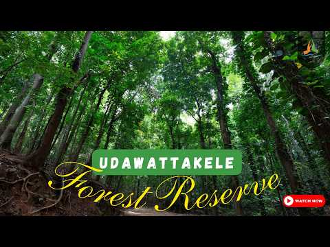 Udawattakele Forest Reserve | Kandy’s Hidden Jungle Sanctuary | Sri Lanka