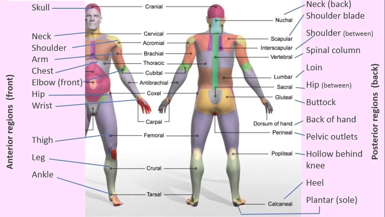 Anatomical regions, dr. madden - YouTube
