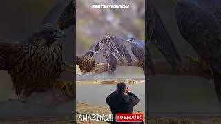 AMAZING! TAKE A PHOTO QUICKLY IF YOU SEE THREE GIANT BLACK EAGLES