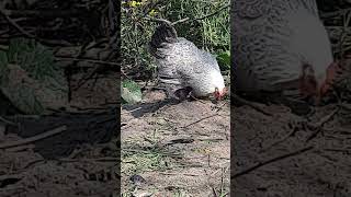 Erster Ausflug mit Futterlehre! #shortvideo #shorts #küken #huhn #chicken #mutterliebe