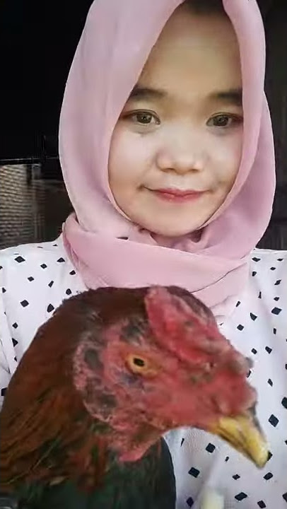 Cewek cantik Botoh Indonesia suka ayam laga