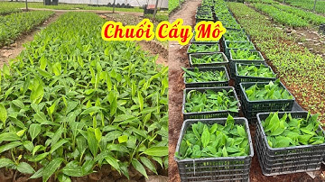 Chuối tiêu hồng, tây thái cấy mô chuẩn giống, cây đẹp giá rẻ // 085.88.98765