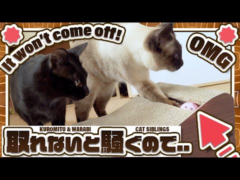 猫が取れないと騒ぐので「またたび」をあげてみた。