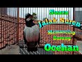 Suara Jalak Suren Gacor Isian Buat Pancingan Jalak Maupun Burung Ocehan Agar Cepat Gacor Full Isian Mp3 - Mp4 Download