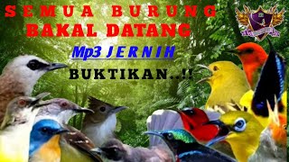 ⭕Suara Pikat Segala Jenis Burung Anti Zonk 💯%BUKTIKAN SENDIRI..!!