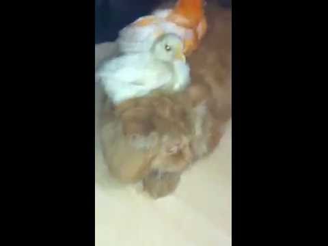 baby-and-cat-funny-video