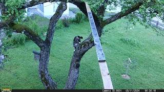 Kater Luggi im Apfelbaum