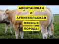 Аквитанская светлая и Аулиекольская мясные породы коров | КРС | Содержание и разведение коров