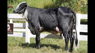 LOTE 32  ALIANÇA WEEKEND   1662BY