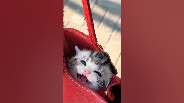 Video 11825711: cat kitten meow cutecats, catlover cats kittycat, funnycats catlove kittycat, kitty catlover funnycats, kitty catlover cats funny, tiny meows