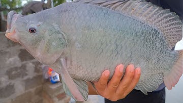 Trúng Ổ Rô Phi Siêu To Ngoài Sông – Câu Liên Tục Không Nghỉ! Căng Cần Đã Mắt