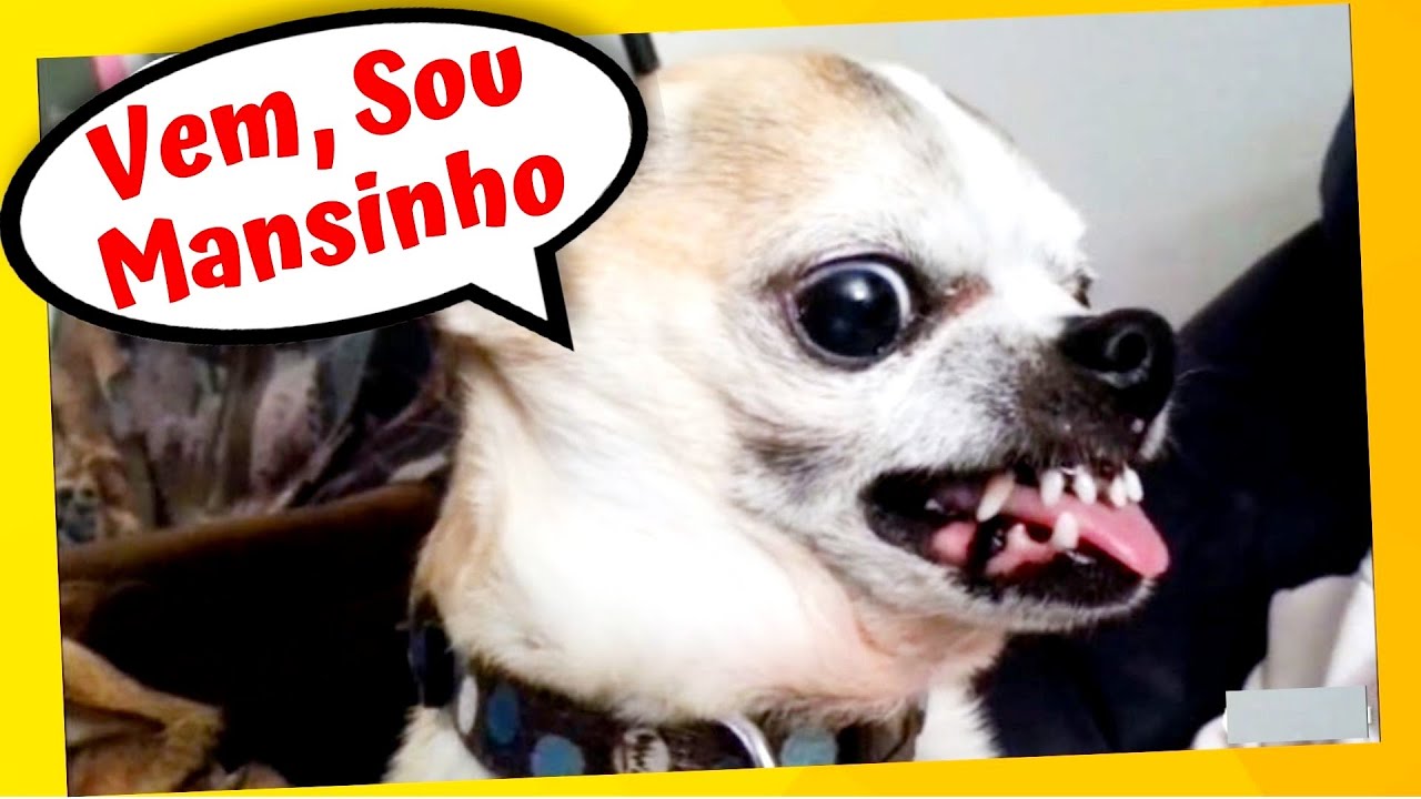 CACHORROS ENGRAÇADOS: Vídeos Engraçados de CACHORRO 