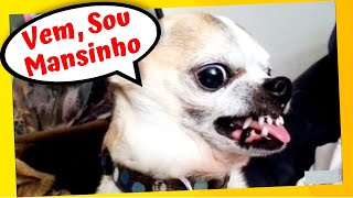 Chihuahua e Pinscher Bravo ⭐Você Acredita Nisso❓❓ Cachorros Engraçados