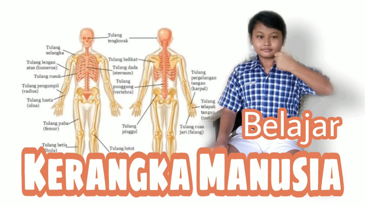 Struktur Rangka Manusia  YouTube