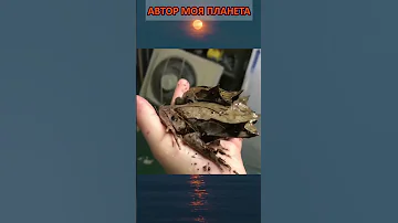 Пример идеальной маскировки от Малайских листовых лягушек