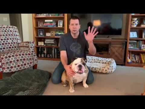 Reuben the Bulldog: Massage Therapy cute pets drawing