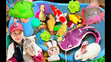 Bạn Cá Cùng Hanale và Các Con Vật, Con Mèo, Bắt Con Cá, Con Thỏ, Con Vịt Dễ Thương, Cá Koi, Con Cua