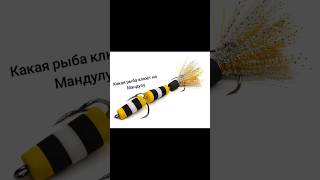 какая рыба клюет на мандулу #рыбалка #осенняя рыбалка #рек #щука #рекомендации #рыбалка на спининг!