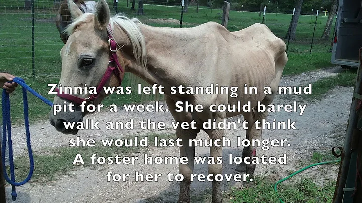 Amazing Before & After Horse Transformations