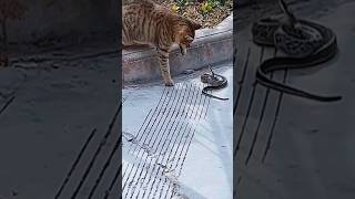 Snake vs Cat || Who will win ? ? snake cats shorts