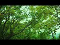 Fall Asleep with 3-Hour Rainforest Ambience | Rain Sounds for Sleeping & Relaxation
