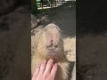 The most viral animal in the world right now shorts