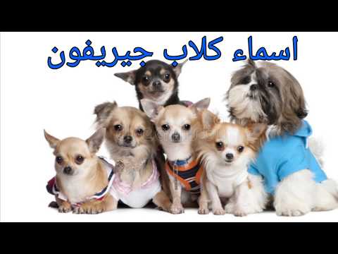 اجمل اسماء كلاب جيريفون 2021 اسماء كلاب ذكور و إناث