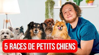 TOP 5 des PETITS chiens les plus SYMPAS !