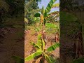 มีให้หมด #farming #fishing #tree #nature #food #garden