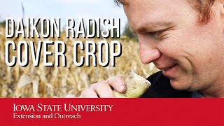 This Radish is HUGE! (Cover Crop Research)