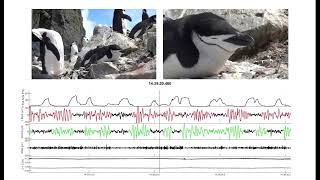 Penguins taking micronaps in the nest