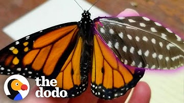 Woman Repairs Butterfly