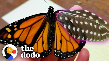 Woman Repairs Butterfly's Broken Wing With A Feather | The Dodo Faith = Restored