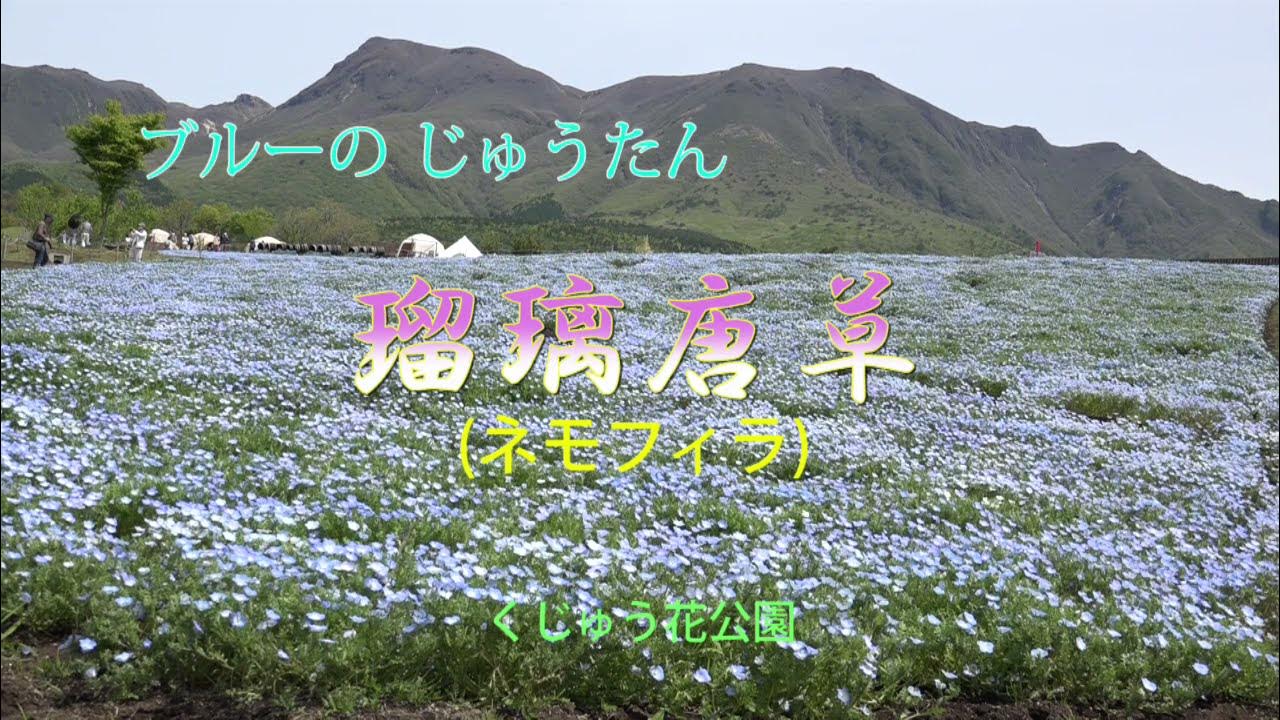 ブルーの じゅうたん 瑠璃唐草 ネモフィラ くじゅう花公園 Youtube