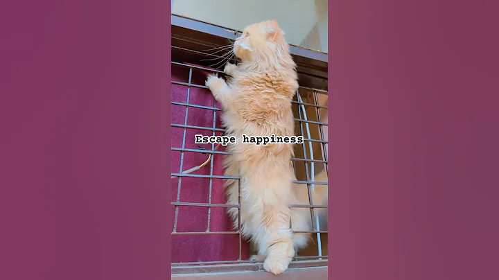 Watch the video about Cat Outsmarts with honey trap tactics #catvideos #cat #funnyshorts #funnycats #animals #memes #funny