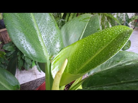 Vídeo: Como cuidar da planta papua?