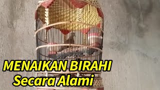 Download lagu Cara Menaikan Birahi Perkutut Agar Cepat Manggung Gacor