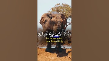 سورة الفيل ‎ قرآن الكريم #قرآن_كريم #تلاوة #سورة #سبحان_الله #صباح_الخير #راحة_نفسية #رمضانمبارك