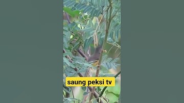 ciblek tebu gacor di alam #muraibatu #cucakijo #kacer #cililin #kinoigacor #kapastembak #ciblek