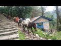 The only means of transportation in Ghandruk Trail