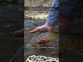Finding the Perfect Weight for the Perfect Drift on a Nymph - From Fish and Film 8 #flyfishing