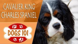 Dogs 101  CAVALIER KING CHARLES SPANIEL Top Dog Facts About the CAVALIER KING CHARLES SPANIEL