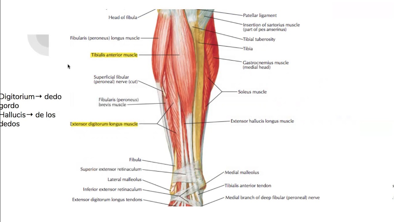 Musculos De La Pierna Pt1 Anterior Y Lateral Youtube