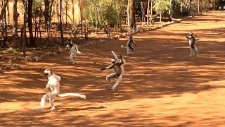 Dance of the Sifakas