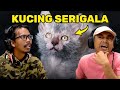 Inilah kucing teraneh di dunia