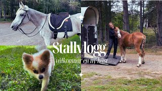 Kort Stallvlogg + Välkomnar en ny häst!