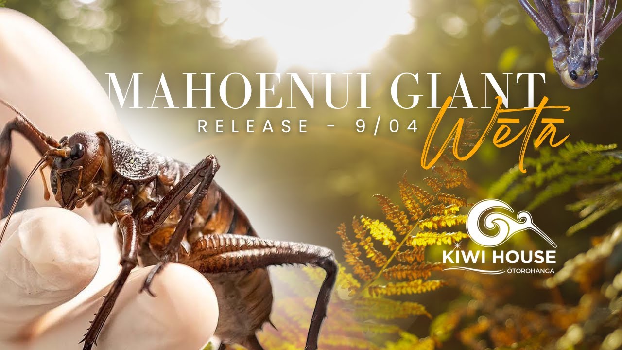 Mahoenui Giant Weta Release 04/25
