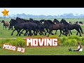 Moving horses with the mods and more | part 3 | Friesian Horses