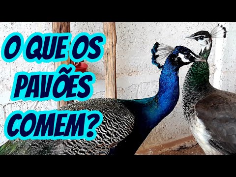 Vídeo: Gostões de pavão comerão fritas?